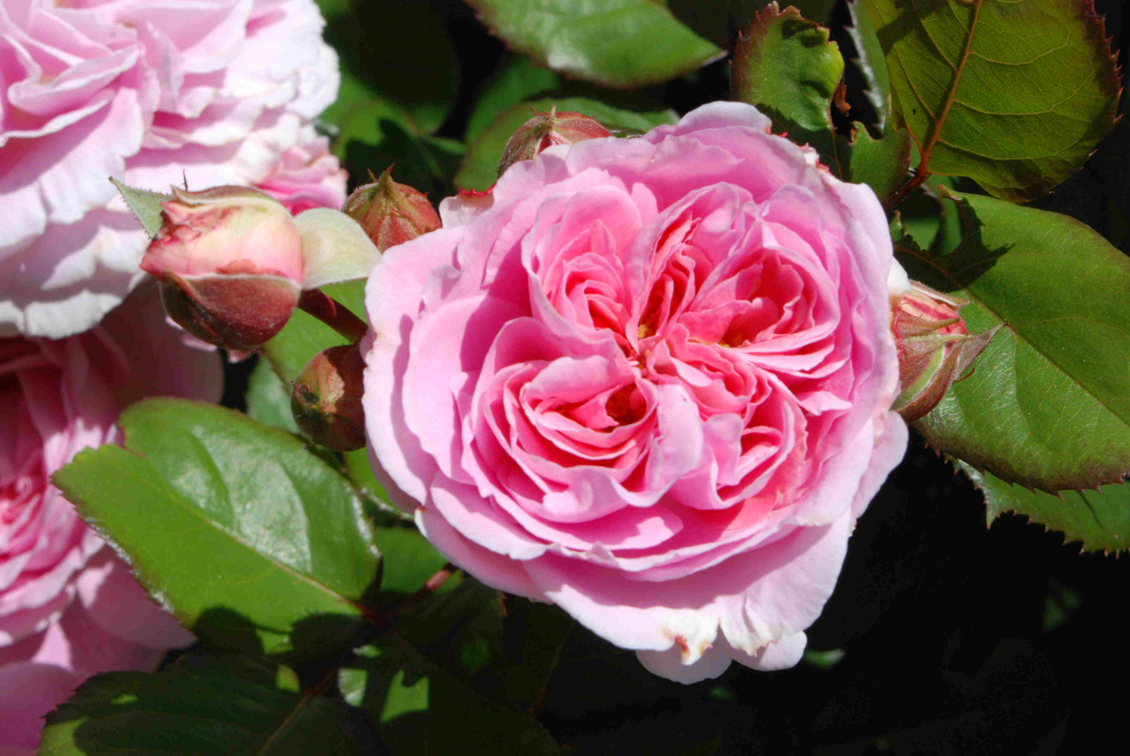 Rosengräfin Marie Henriette